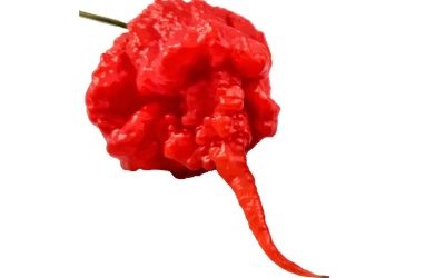 Carolina Reaper